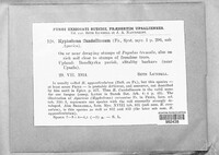 Candolleomyces candolleanus image